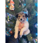 Чудесная малышка Снежа ищет дом. В добрые руки.