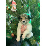 Чудесная малышка Снежа ищет дом. В добрые руки.