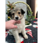 Чудесная малышка Снежа ищет дом. В добрые руки.