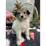 Чудесная малышка Снежа ищет дом. В добрые руки.