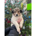 Чудесная малышка Снежа ищет дом. В добрые руки.