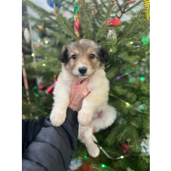 Чудесная малышка Снежа ищет дом. В добрые руки.