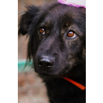 Собака Марта ищет дом!