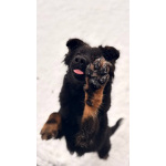 Собака Марта ищет дом!