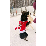 Собака Марта ищет дом!