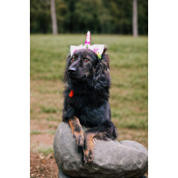 Собака Марта ищет дом!