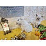 Девочки Рэгдолл