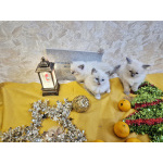 Девочки Рэгдолл