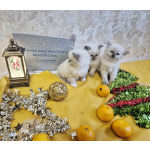 Девочки Рэгдолл