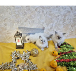 Девочки Рэгдолл