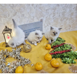 Девочки Рэгдолл