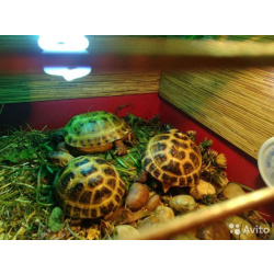 Сухопутная черепаха(5-6 см)