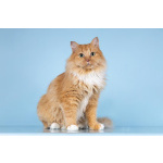 Кошечка Дюймовочка ищет доброе сердце.