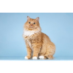 Кошечка Дюймовочка ищет доброе сердце.