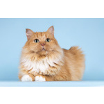 Кошечка Дюймовочка ищет доброе сердце.