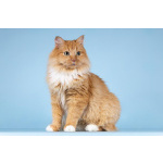 Кошечка Дюймовочка ищет доброе сердце.