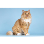 Кошечка Дюймовочка ищет доброе сердце.