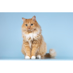 Кошечка Дюймовочка ищет доброе сердце.