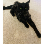 Красавица и умница кошка Багира в добрые руки!