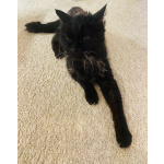 Красавица и умница кошка Багира в добрые руки!