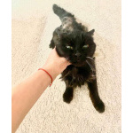 Красавица и умница кошка Багира в добрые руки!