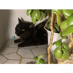 Красавица и умница кошка Багира в добрые руки!