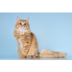 Для рыжего пушистуна по имени Лютик ищем самые добрые руки.