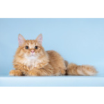 Для рыжего пушистуна по имени Лютик ищем самые добрые руки.