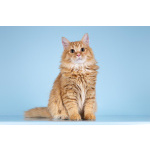 Для рыжего пушистуна по имени Лютик ищем самые добрые руки.