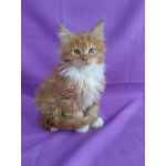 Мальчик Мейн-кун