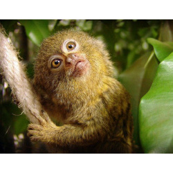 Карликовая игрунка