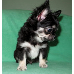 чихуахуа шоу мальчик для дома