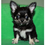 чихуахуа шоу мальчик для дома