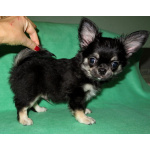 чихуахуа шоу мальчик для дома