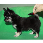 чихуахуа шоу мальчик для дома