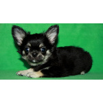 чихуахуа шоу мальчик для дома