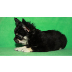 чихуахуа шоу мальчик для дома