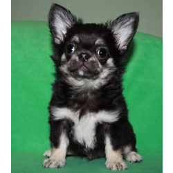 чихуахуа шоу мальчик для дома