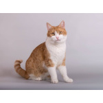 Кошечка Манюня ищет доброе сердце.