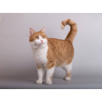 Кошечка Манюня ищет доброе сердце.