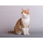 Кошечка Манюня ищет доброе сердце.