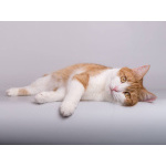 Кошечка Манюня ищет доброе сердце.