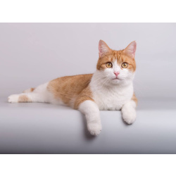 Кошечка Манюня ищет доброе сердце.