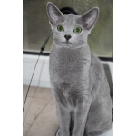 Русские голубые котята с европейскими родословными (от первых РГ императрицы Екатерины II)