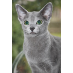 Русские голубые котята с европейскими родословными (от первых РГ императрицы Екатерины II)