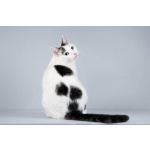 Котейка Андрейка ищет доброе сердце.