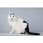 Котейка Андрейка ищет доброе сердце.