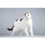 Котейка Андрейка ищет доброе сердце.