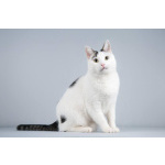 Котейка Андрейка ищет доброе сердце.