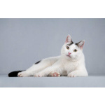 Котейка Андрейка ищет доброе сердце.